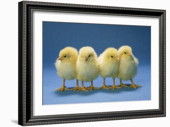 Chickens X4 Chicks-null-Framed Photographic Print