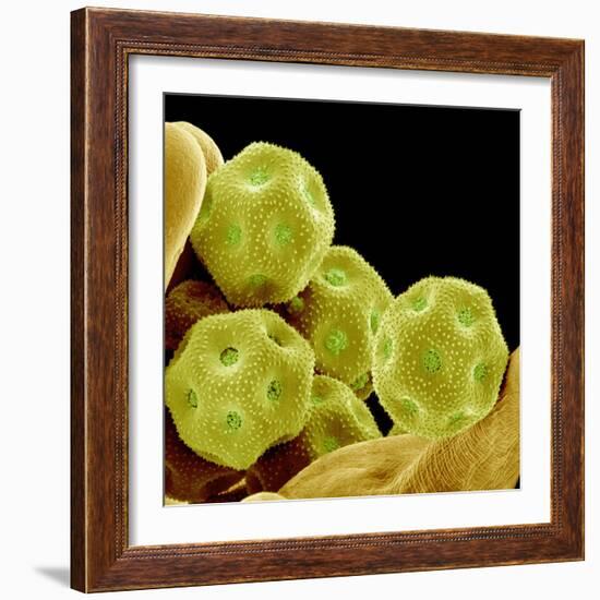 Chickweed Pollen-Micro Discovery-Framed Photographic Print