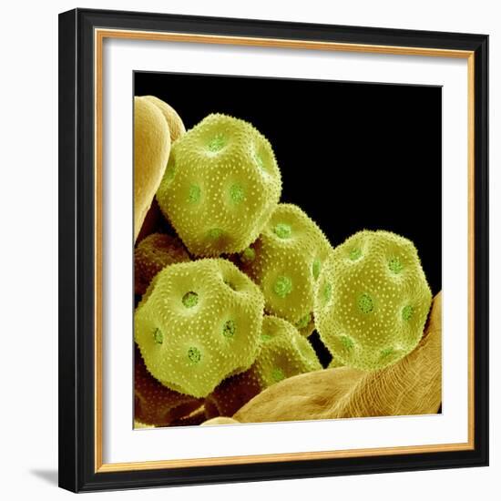 Chickweed Pollen-Micro Discovery-Framed Photographic Print