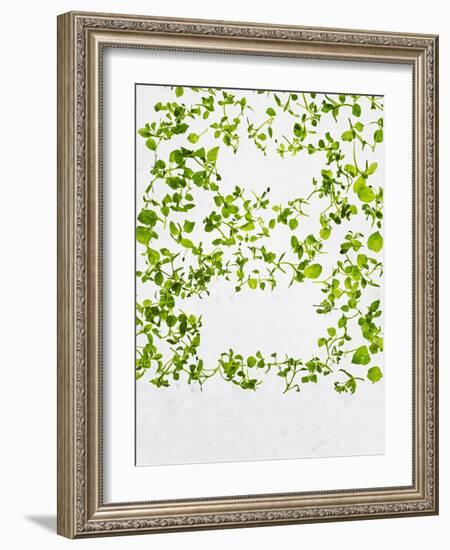 Chickweed, Stellaria Media, Starweed, Leaves, Green-Axel Killian-Framed Photographic Print