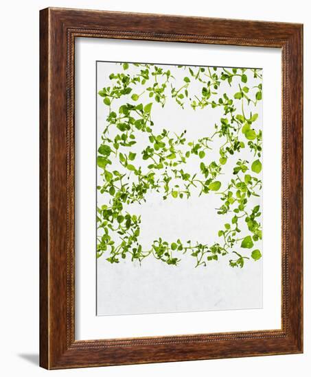 Chickweed, Stellaria Media, Starweed, Leaves, Green-Axel Killian-Framed Photographic Print