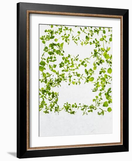 Chickweed, Stellaria Media, Starweed, Leaves, Green-Axel Killian-Framed Photographic Print