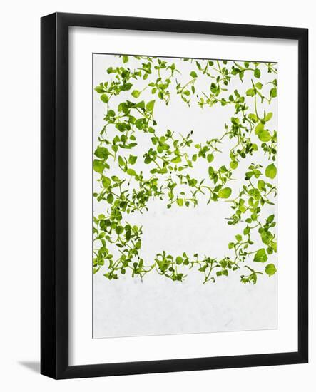 Chickweed, Stellaria Media, Starweed, Leaves, Green-Axel Killian-Framed Photographic Print