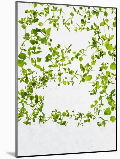 Chickweed, Stellaria Media, Starweed, Leaves, Green-Axel Killian-Mounted Photographic Print