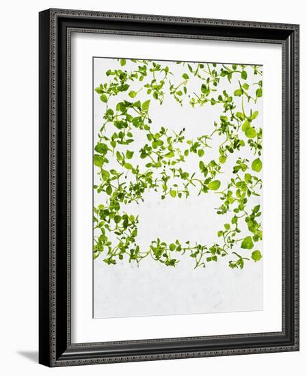 Chickweed, Stellaria Media, Starweed, Leaves, Green-Axel Killian-Framed Photographic Print