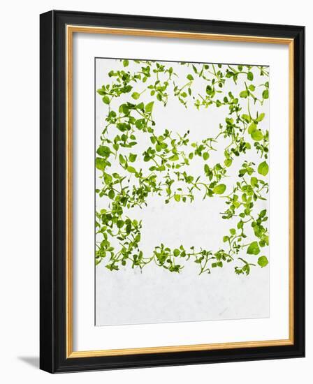 Chickweed, Stellaria Media, Starweed, Leaves, Green-Axel Killian-Framed Photographic Print