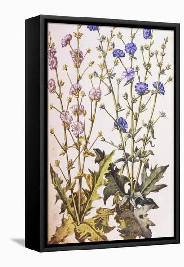 Chicory; Cichorium Intybus. from 'Camerarius Florilegium'-Joachim Camerarius-Framed Premier Image Canvas