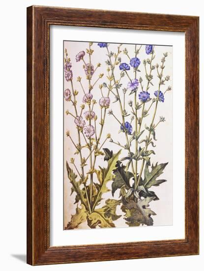 Chicory; Cichorium Intybus. from 'Camerarius Florilegium'-Joachim Camerarius-Framed Giclee Print