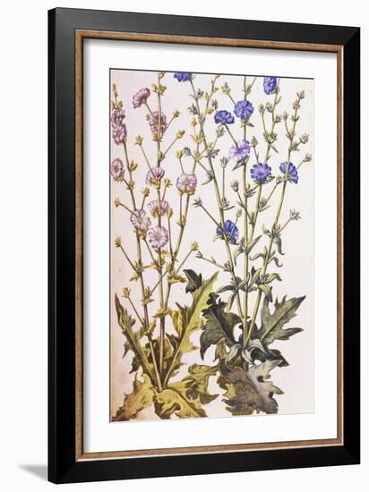 Chicory; Cichorium Intybus. from 'Camerarius Florilegium'-Joachim Camerarius-Framed Giclee Print