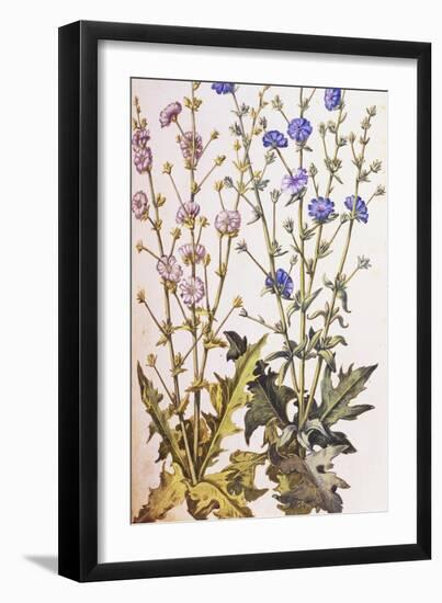 Chicory; Cichorium Intybus. from 'Camerarius Florilegium'-Joachim Camerarius-Framed Giclee Print