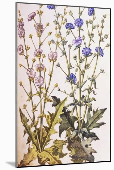 Chicory; Cichorium Intybus. from 'Camerarius Florilegium'-Joachim Camerarius-Mounted Giclee Print