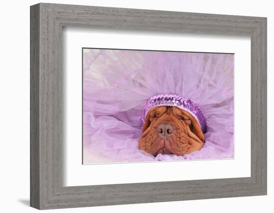 Chief Indian Dog Sleeping Sweetly-vitalytitov-Framed Photographic Print