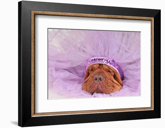 Chief Indian Dog Sleeping Sweetly-vitalytitov-Framed Photographic Print