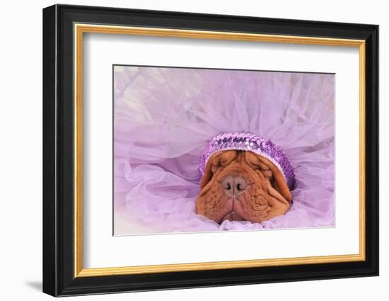 Chief Indian Dog Sleeping Sweetly-vitalytitov-Framed Photographic Print