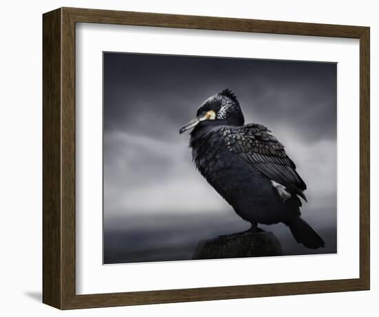 Chief-Martin Eilertsen-Framed Giclee Print