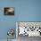 Chien à l'arrêt sur des perdrix-Christophe Huet-Framed Premier Image Canvas displayed on a wall