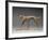 Chien lévrier-Rembrandt Bugatti-Framed Giclee Print