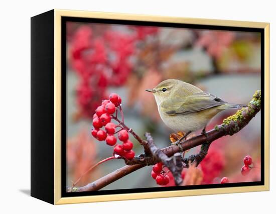 Chiffchaff perching on branch with red berries, Finland-Markus Varesvuo-Framed Premier Image Canvas