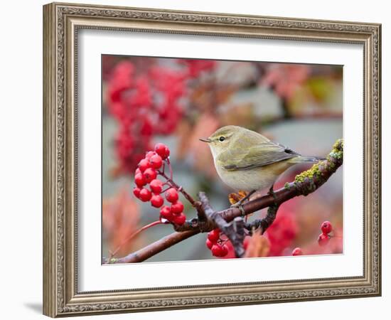 Chiffchaff perching on branch with red berries, Finland-Markus Varesvuo-Framed Photographic Print