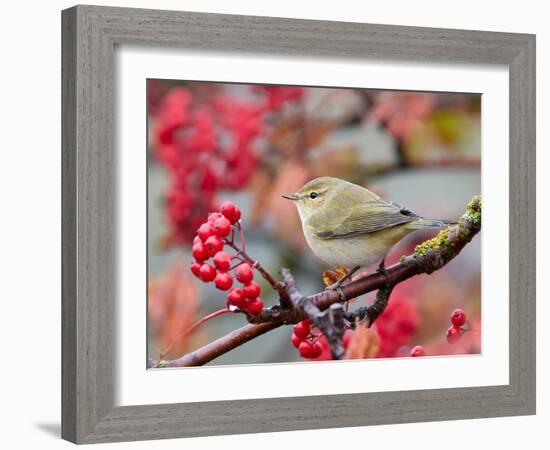 Chiffchaff perching on branch with red berries, Finland-Markus Varesvuo-Framed Photographic Print