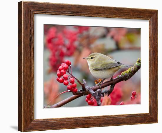 Chiffchaff perching on branch with red berries, Finland-Markus Varesvuo-Framed Photographic Print