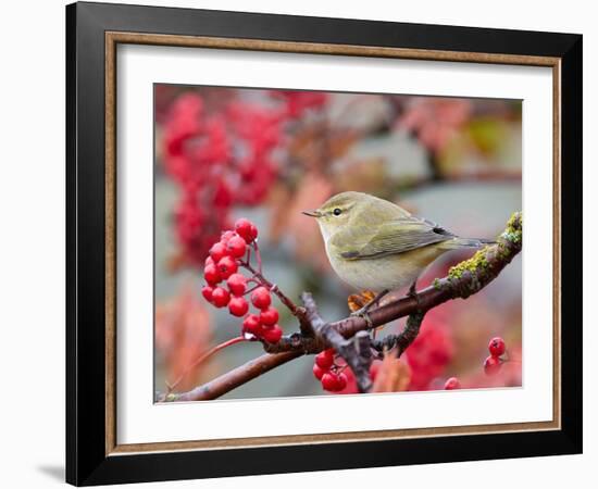 Chiffchaff perching on branch with red berries, Finland-Markus Varesvuo-Framed Photographic Print