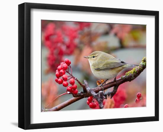 Chiffchaff perching on branch with red berries, Finland-Markus Varesvuo-Framed Photographic Print