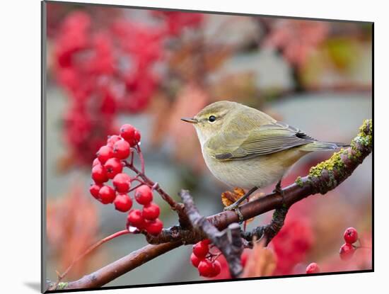 Chiffchaff perching on branch with red berries, Finland-Markus Varesvuo-Mounted Photographic Print