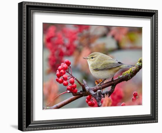 Chiffchaff perching on branch with red berries, Finland-Markus Varesvuo-Framed Photographic Print