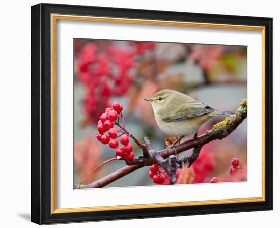 Chiffchaff perching on branch with red berries, Finland-Markus Varesvuo-Framed Photographic Print