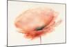 Chiffon Poppy-J^P^ Prior-Mounted Giclee Print