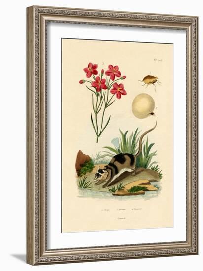 Chigger, 1833-39-null-Framed Giclee Print