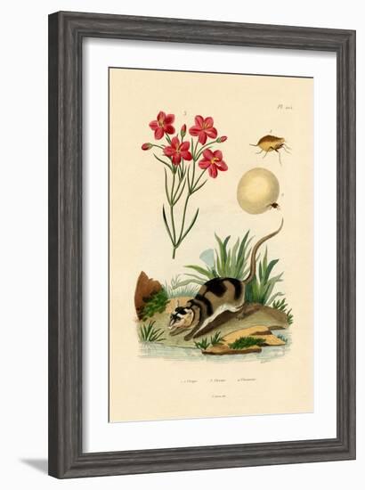 Chigger, 1833-39-null-Framed Giclee Print