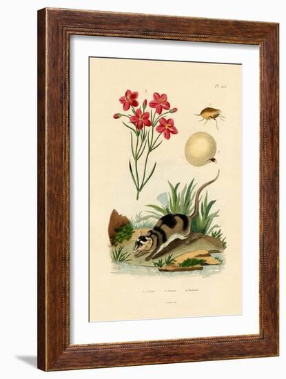 Chigger, 1833-39-null-Framed Giclee Print