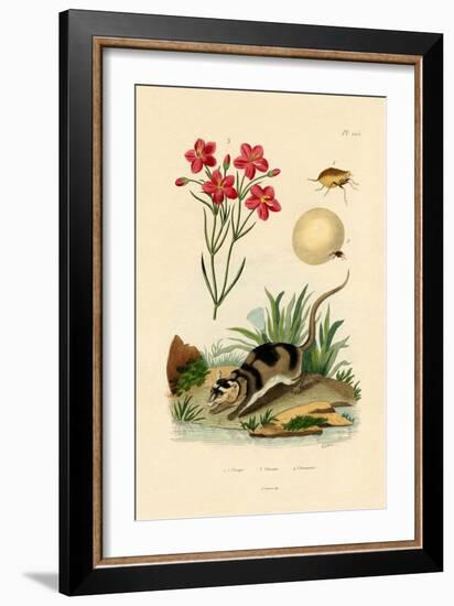 Chigger, 1833-39-null-Framed Giclee Print