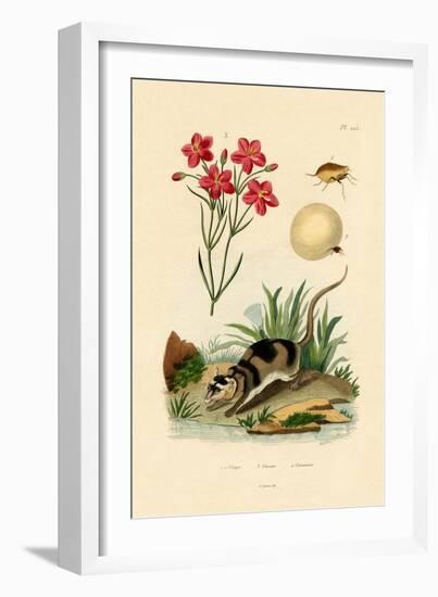 Chigger, 1833-39-null-Framed Giclee Print