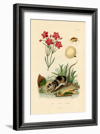 Chigger, 1833-39-null-Framed Giclee Print