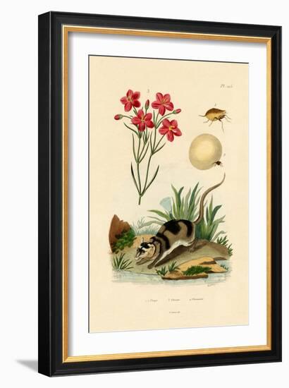 Chigger, 1833-39-null-Framed Giclee Print