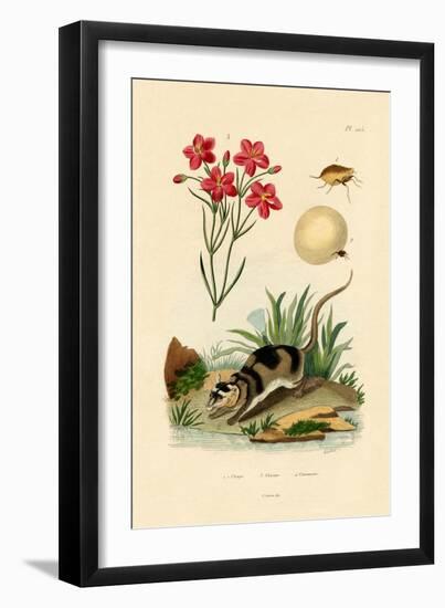 Chigger, 1833-39-null-Framed Premium Giclee Print