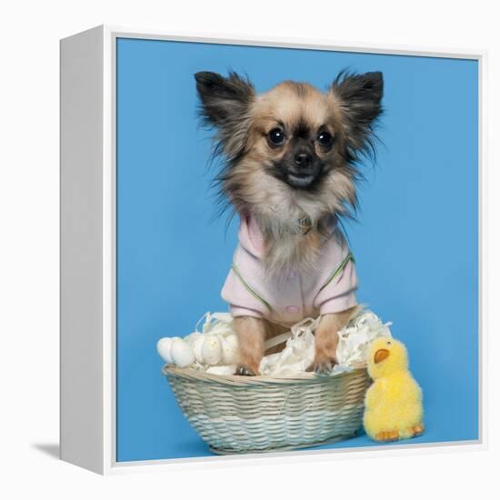 Chihuahua, 16 Months Old, Sitting In Front Of Blue Background With Easter Basket-Life on White-Framed Premier Image Canvas