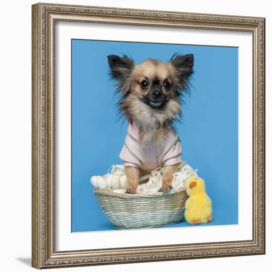 Chihuahua, 16 Months Old, Sitting In Front Of Blue Background With Easter Basket-Life on White-Framed Photographic Print