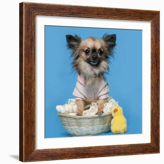 Chihuahua, 16 Months Old, Sitting In Front Of Blue Background With Easter Basket-Life on White-Framed Photographic Print