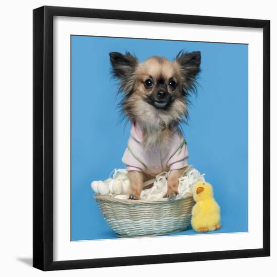 Chihuahua, 16 Months Old, Sitting In Front Of Blue Background With Easter Basket-Life on White-Framed Photographic Print