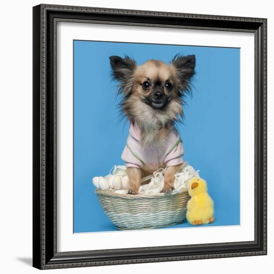 Chihuahua, 16 Months Old, Sitting In Front Of Blue Background With Easter Basket-Life on White-Framed Photographic Print