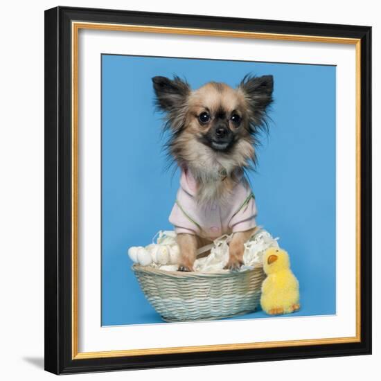 Chihuahua, 16 Months Old, Sitting In Front Of Blue Background With Easter Basket-Life on White-Framed Photographic Print