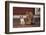 Chihuahua and a Cat-DLILLC-Framed Photographic Print