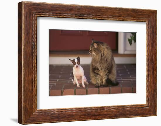 Chihuahua and a Cat-DLILLC-Framed Photographic Print