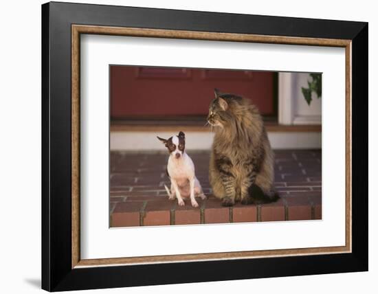 Chihuahua and a Cat-DLILLC-Framed Photographic Print