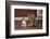 Chihuahua and a Cat-DLILLC-Framed Photographic Print