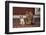 Chihuahua and a Cat-DLILLC-Framed Photographic Print